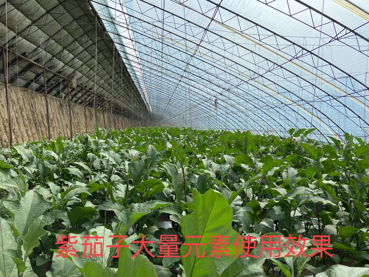 立杉水溶肥的效果怎么樣？看看在茄子上效果反饋