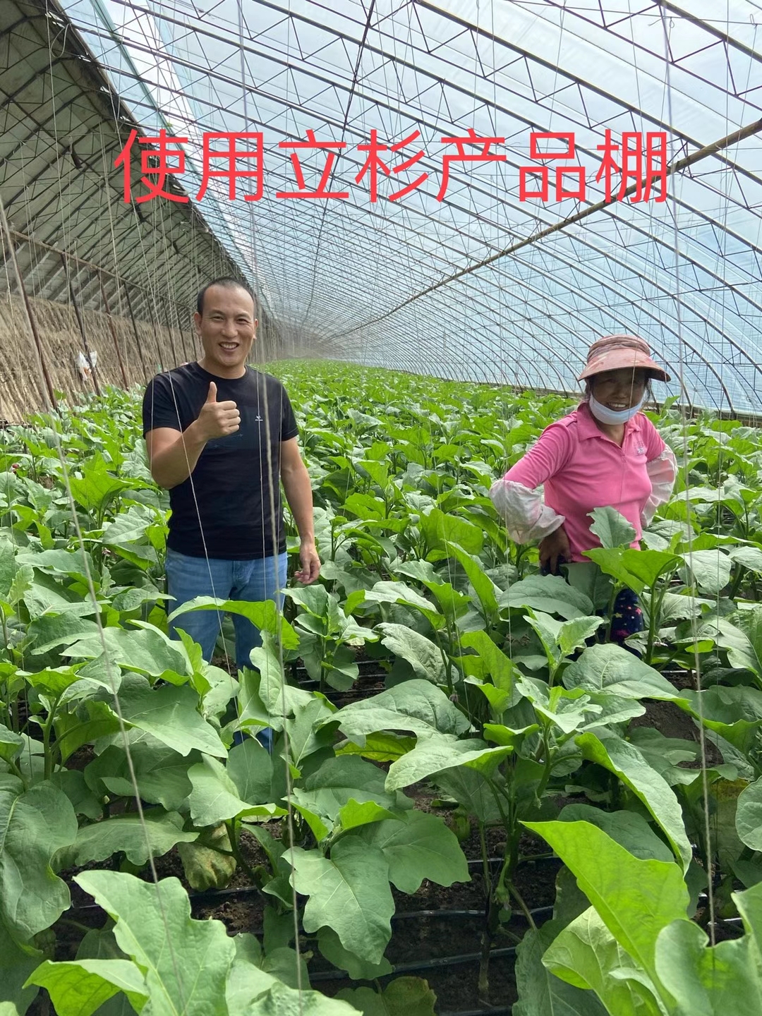 <a href=http://m.qduobao.cn target=_blank class=infotextkey>上海立杉</a>水溶肥在北方暖棚茄子上的效果反饋2