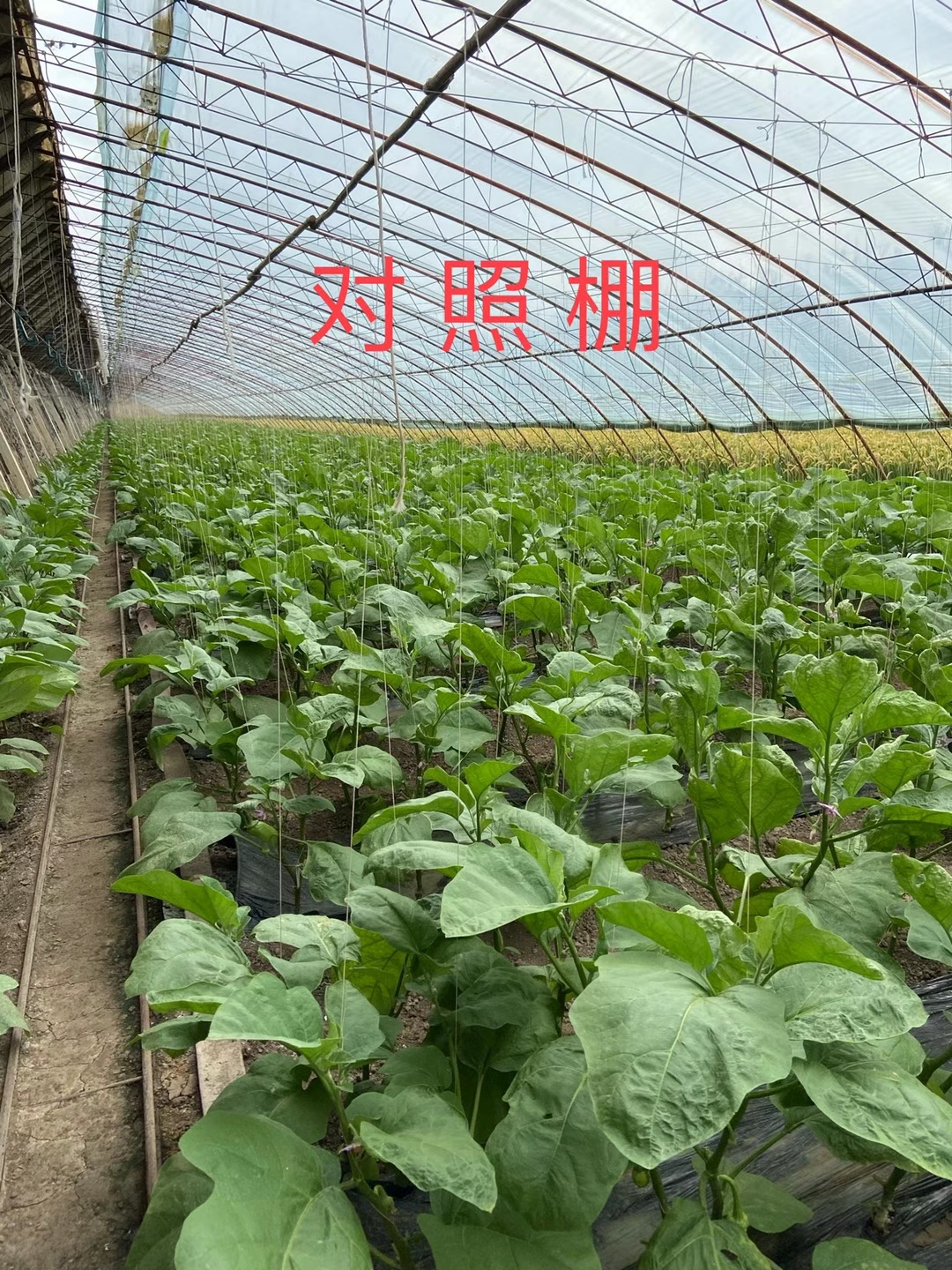 <a href=http://m.qduobao.cn target=_blank class=infotextkey>上海立杉</a>水溶肥在北方暖棚茄子上的效果反饋3