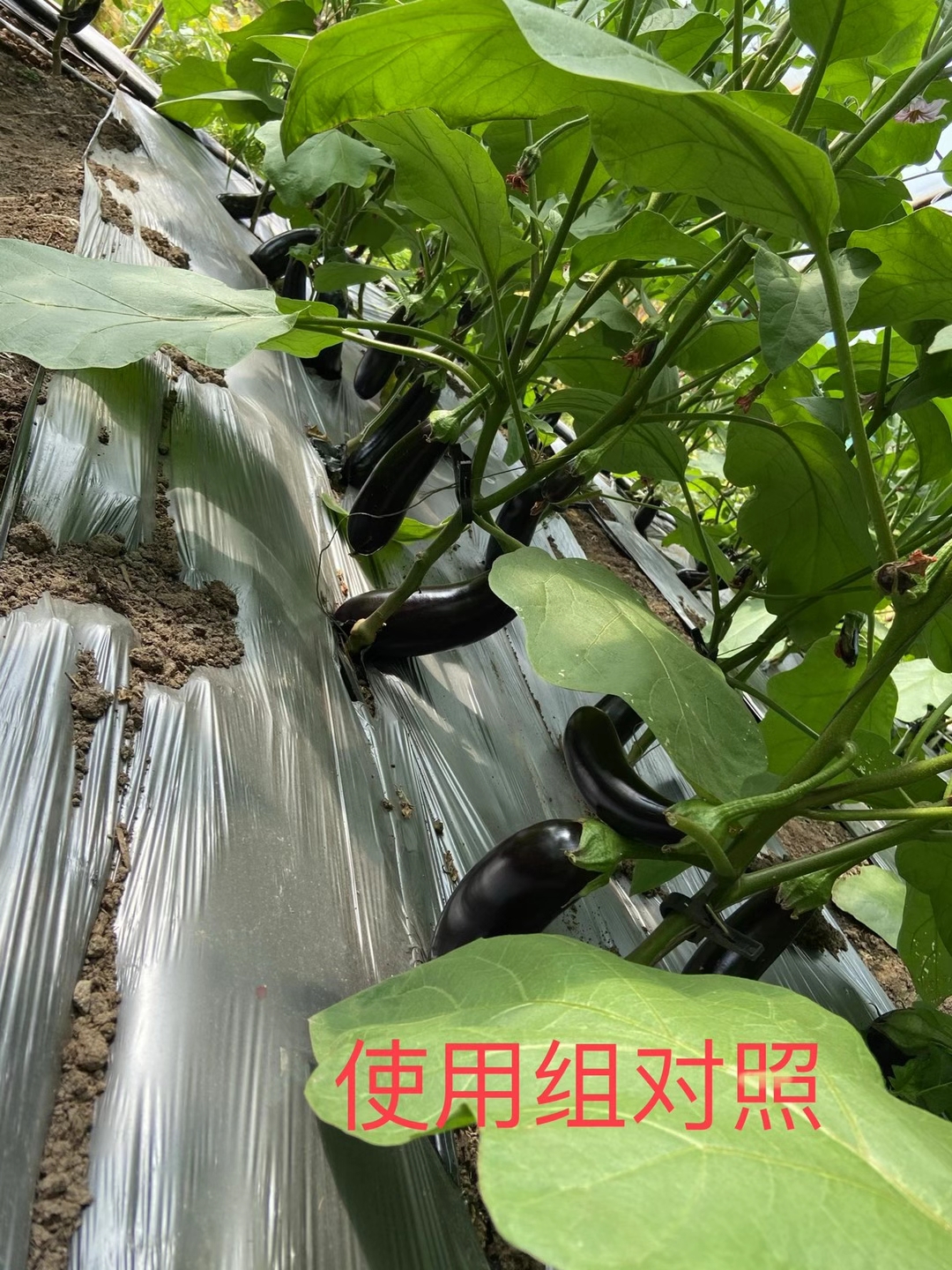 <a href=http://m.qduobao.cn target=_blank class=infotextkey>上海立杉</a>水溶肥在北方暖棚茄子上的效果反饋5