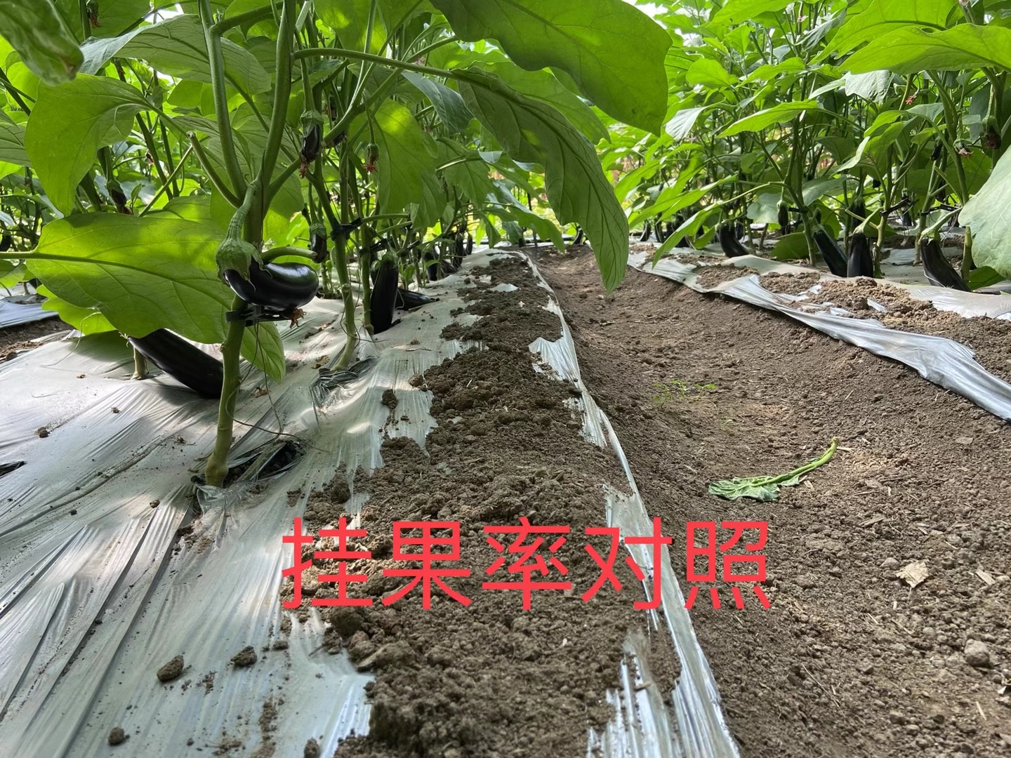 <a href=http://m.qduobao.cn target=_blank class=infotextkey>上海立杉</a>水溶肥在北方暖棚茄子上的效果反饋4