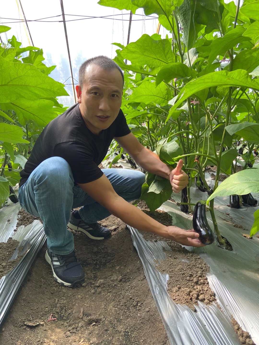 <a href=http://m.qduobao.cn target=_blank class=infotextkey>上海立杉</a>水溶肥在北方暖棚茄子上的效果反饋6
