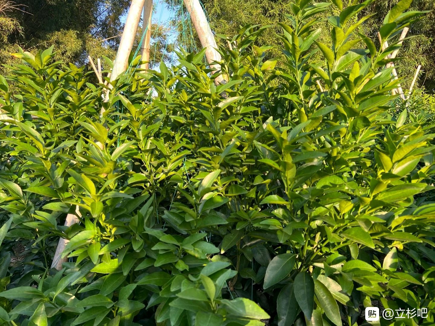 上海立杉炭基肥的效果好嗎？大家看看在柑橘上的效果